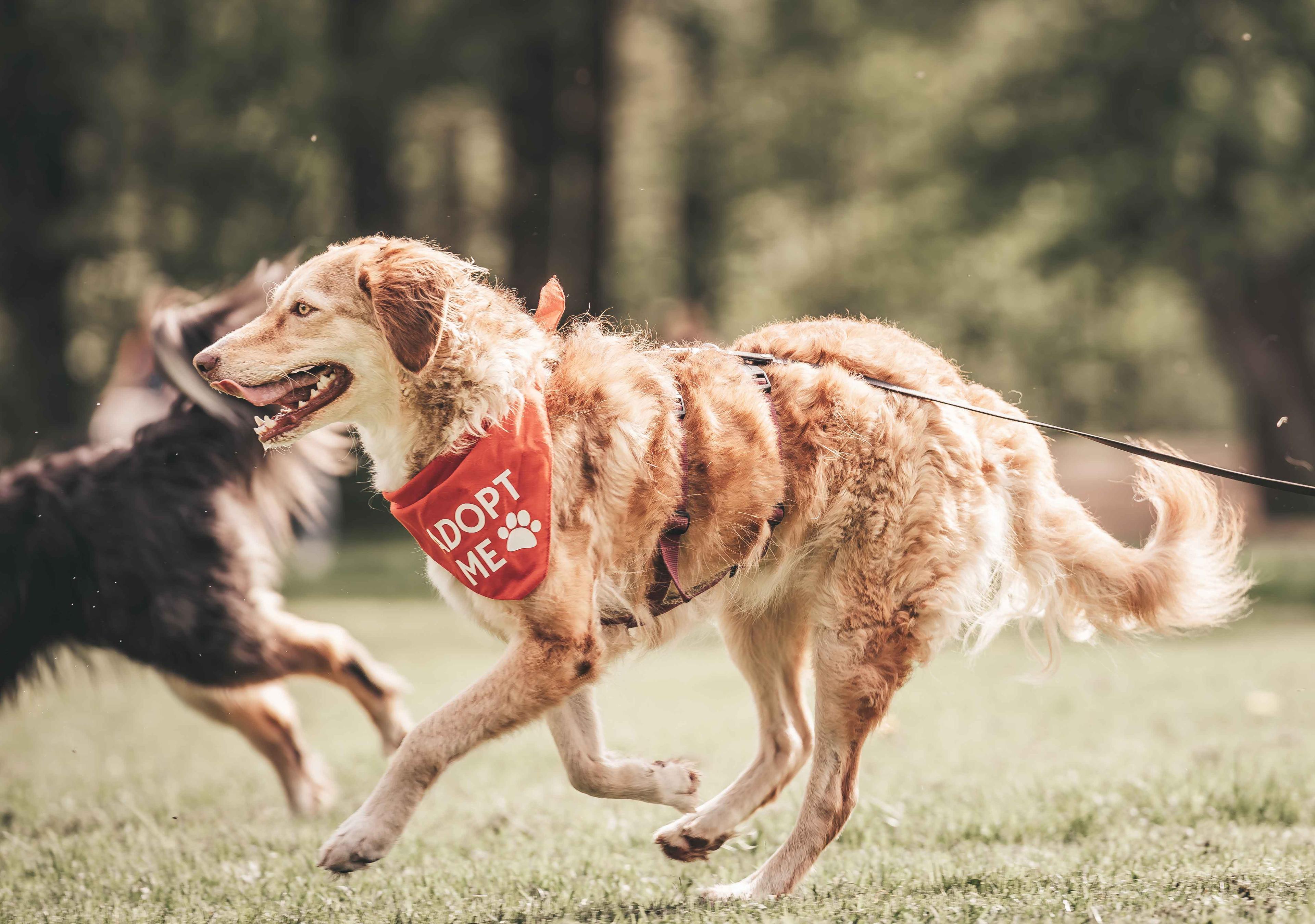 bark-datze-projekt.jpg